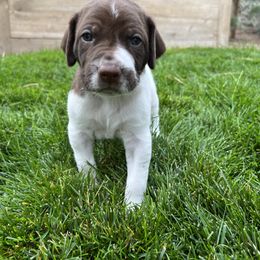 German Shorthaired Pointer Puppies from Chasing Kaya GSP Breeder