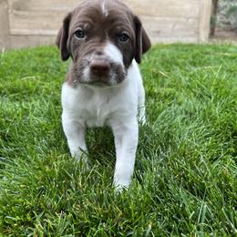 German Shorthaired Pointer Puppies from Chasing Kaya GSP Breeder