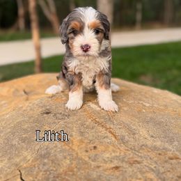 Bernedoodle Puppies from Sweet Pea Bernedoodles