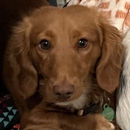 Butter - Dachshund
