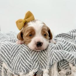Zinnia - Parti female Goldendoodle puppy in Queen Creek, Arizona from Goldendoodle AZ