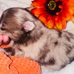 Ivy - Chocolate merle female Pomeranian puppy in Garvin, Oklahoma from Hochatown Awesome Aussies