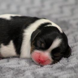 Prince Eric - Tri-color male Cavalier King Charles Spaniel puppy in Granite Falls, North Carolina from Country Life Cavaliers