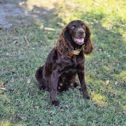 Boykin Spaniel and English Springer Spaniel All Grown Up from 31 Pines Springers & Retrievers