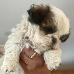 Star - Brindle and white female Shih Tzu puppy in Victorville, California from RUMBLE n TUMBLE