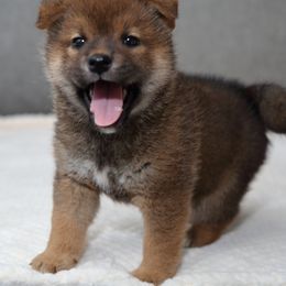 Shiba Inu from Sakura Blossom Shibas