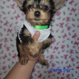 Green Boy - Blue and gold male Yorkshire Terrier puppy in Gilbert, Arizona from Yorkie Your Soulmate Puppy