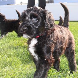 Portuguese Water Dog Puppies from Maritimo Portuguese Water Dogs