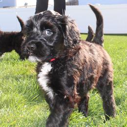 Portuguese Water Dog Puppies from Maritimo Portuguese Water Dogs
