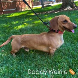 Max - Dachshund