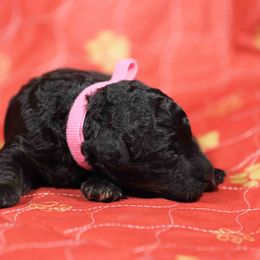 Aurora-pink collar - Phantom female Poodle puppy in Leonard, Texas from Deblyns Poodles