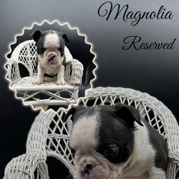 Magnolia - Seal and white female Boston Terrier puppy in Jacksonville, Florida from Trail’s End Boston Terriers