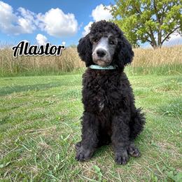 Poodle Puppies from Steinrock’s Standards