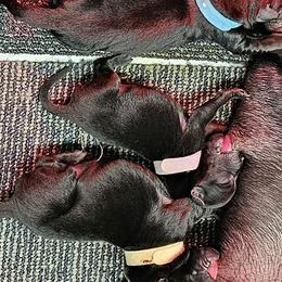 Lavender Collar - Female - Black female Labrador Retriever puppy in Boyd, Minnesota from Lindley Labradors