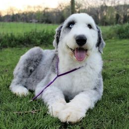 Old English Sheepdogs from Kirby's Sheepies