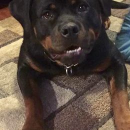 Rottweilers from FordernBache Rottweilers