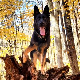 Jovie - German Shepherd
