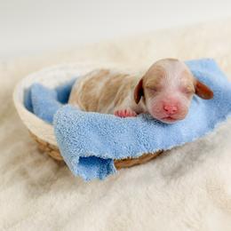 Pluto - Red and white male Cockapoo puppy in Pledger, Texas from Sugarbear Cockapoos