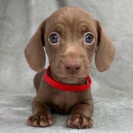 Female 2 - Chocolate female Dachshund puppy in Birmingham, Alabama from LongBottomDachshunds