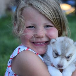 Siberian Husky Puppies from Pachodi Kennels