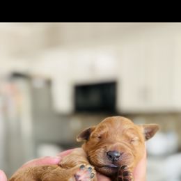 Golden Retriever Puppies from Upstate Revival Retrievers