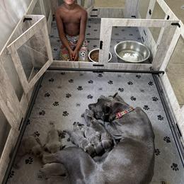 Cane Corso Puppies from A&B kennel