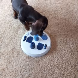Dachshund Puppies from White River Valley Kennel