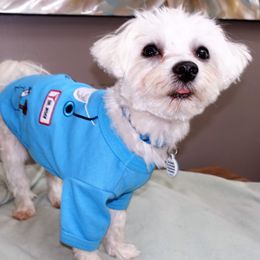 Maltese puppies from Petite Joie Puppies