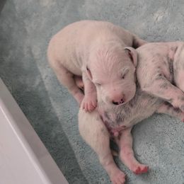 Girl 3 - White and black female Dalmatian puppy in Ventura, California from Undeniable Dalmatians