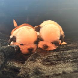 Puppy boy - Gold and white male Shih Tzu puppy in Monclova, Ohio from Heritage Toy Poodles & Hallmark Jolei Shih Tzus
