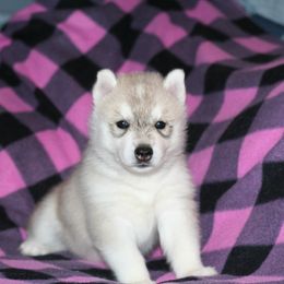 German Shepherd and Siberian Husky Puppies from Sstar