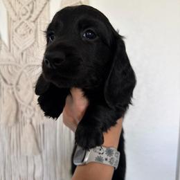 Penny - Black female Dachshund puppy in Piedmont, Oklahoma from Jess’s Dachshunds