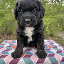 Boy 4 - Black tri-color male Aussiedoodle puppy in Hillsboro, Illinois from Perfect Paws Puppies