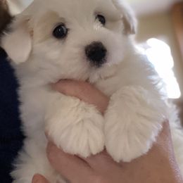 Coton de Tulear Puppies from Cotoncutie