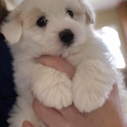 Coton de Tulear Puppies from Cotoncutie