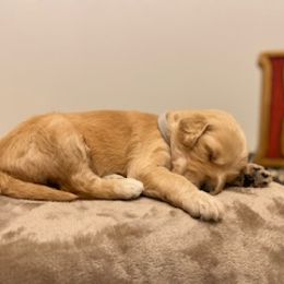 Goldendoodle Puppies from Knox Family Goldens & Doodles