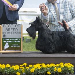 Valiant - Scottish Terrier