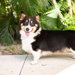 Amaya - Pembroke Welsh Corgi