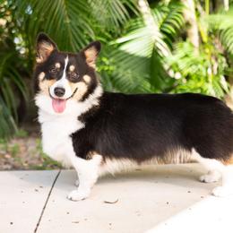Amaya - Pembroke Welsh Corgi