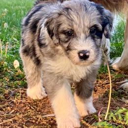 Flash - Blue merle female Aussiedoodle puppy in Bedford, Virginia from Brandt Farms Aussiedoodles