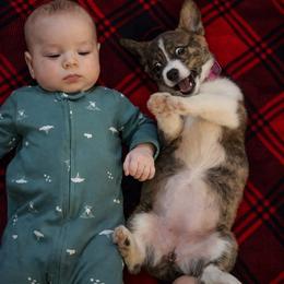 American Corgi and Pembroke Welsh Corgi Puppies from Coastal country Farms