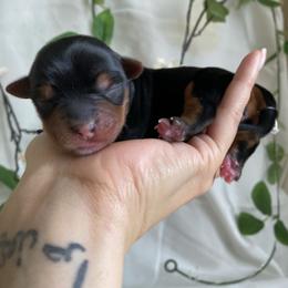 Cinta - Black and tan female Yorkshire Terrier puppy in Stockton, California from Lala & Co.