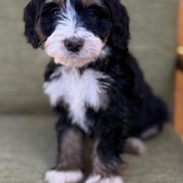 Robin-Yellow collar girl - Tri-color female Bernedoodle puppy in Colorado Springs, Colorado from Mercy Mountain Bernedoodles