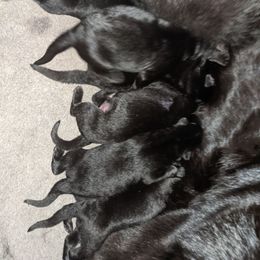 Yellow - Black male German Shepherd puppy in Luna, New Mexico from Von De León German Shepherds