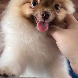Bull Terriers and Pomeranians from Pure hearts