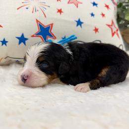 Miss Fresca - Tri-color female Bernedoodle puppy in Hegins, Pennsylvania from Bubbling Springs Doodles, LLC