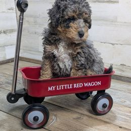 Juniper - Blue merle female Bernedoodle puppy in Cambridge, Minnesota from Country Meadow Doodles