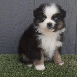 Doc - Black tri-color male Australian Shepherd puppy in Fallon, Nevada from Double H Australian Shepherds