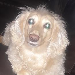 Dachshunds from Dachshund My World