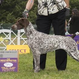 German Shorthaired Pointer All Grown Up from Windward German Shorthaired Pointers